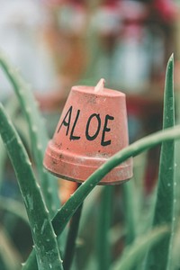 Aloe vera garden
