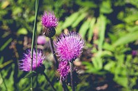 Pink flowers growing in a field