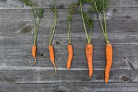 Row of fresh carrots