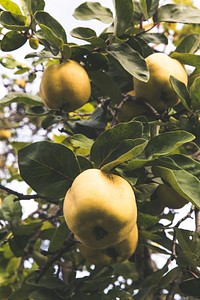 Quince guava fruits on a tree