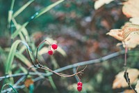 Red berries in the forest