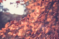 Colorful autumn leaves