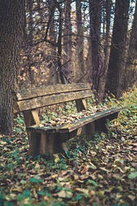 Wooden bench in a wood