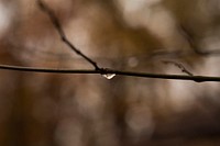 Raindrop hanging from a branch