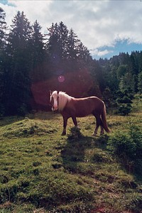 Horse surrounded by trees in Oberammergau, Germany