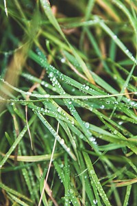 Closeup of morning dew on green grass