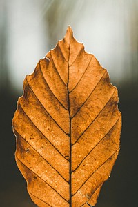 Brown leaf in Atzelsberg, Marloffstein, Germany