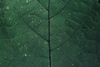 Macro shot of green leaf textured wallpaper