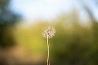 Dandelion with a natural background.