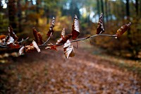 Crisp autumn leaves in the forest