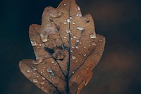 Raindrops on a  leaf