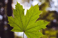 Green maple leaf in a wood
