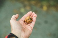 Man with a fresh walnut on his palm