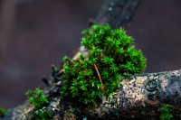 Moss on a wet log macro shot