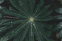 Leaves with rain droplets