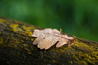 Water droplets on a crisp leaf