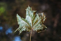 Single maple leaf