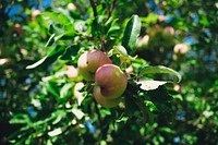 Apples on a tree