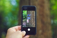 Man using his phone to capturing art on a tree trunk