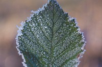 Frozen icy winter leaf