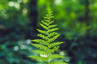 Close up of a fern in a forest