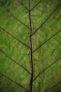 Detailed green leaf background