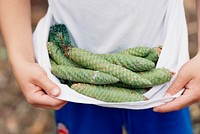 Young boy holding fresh green conifer cones in his white tee