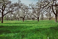 View of cherry trees field