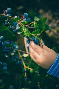 A child&#39;s hand picking a fresh blueberry