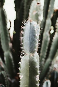 Prickly cactus in Arizona