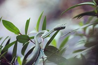 Closeup of tiny green tree snake