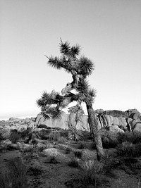 Joshua Tree in the Mojave Desert, United States