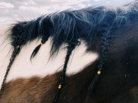 Braided mane on a Paint horse