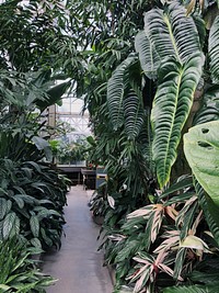 Plants at Volunteer Park Conservatory, Seattle, United States