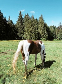 Paint horse grazing in a field
