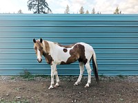 Paint horse at a farm