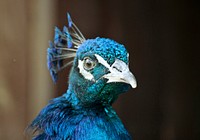 Close up of a shiny blue peacock