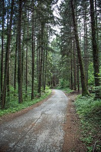 A narrow path through tall forest trees