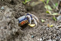 Close up of a blue crab on the ground