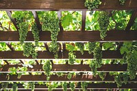 Green grape vines hanging in a vineyard ceiling