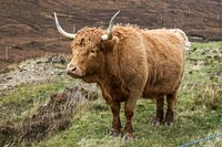 Brown hair highland cattle