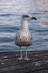 A european seagull by the water