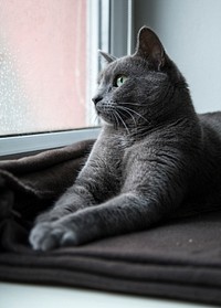 Grey domestic cat looking out the window