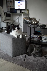 Living room with two domestic cats