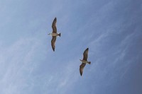 Two seagulls flying over in the sky