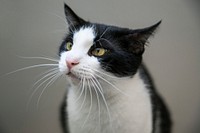 Curious black and white cat staring