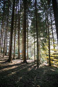 Sunlight passing through tall trees