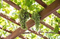 Green grapes vineyard in Faistos, Greece