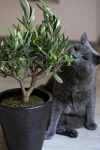 Gray cat sniffing on an olive plant in Bratislava, Slovakia