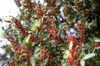Abundant and blooming red berry plants
